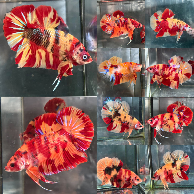 GIANT NEMO/DUO COLOR/NEMO FIRE PLAKAT (CBM-1129)