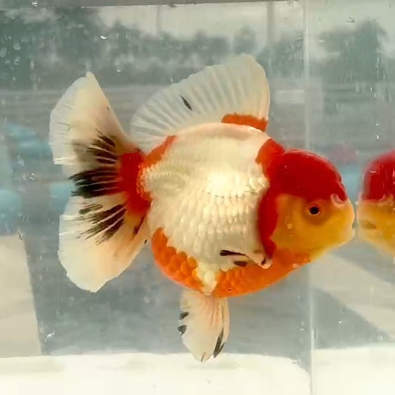 Thai Jumbo Red/White Oranda Orchid Tail 4.50 inch Body (QGF-JO1179)