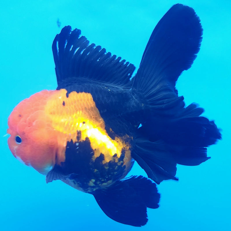 Thai Oranda Apache JUMBO  4.5” Body Female(FEB-380)R2B11