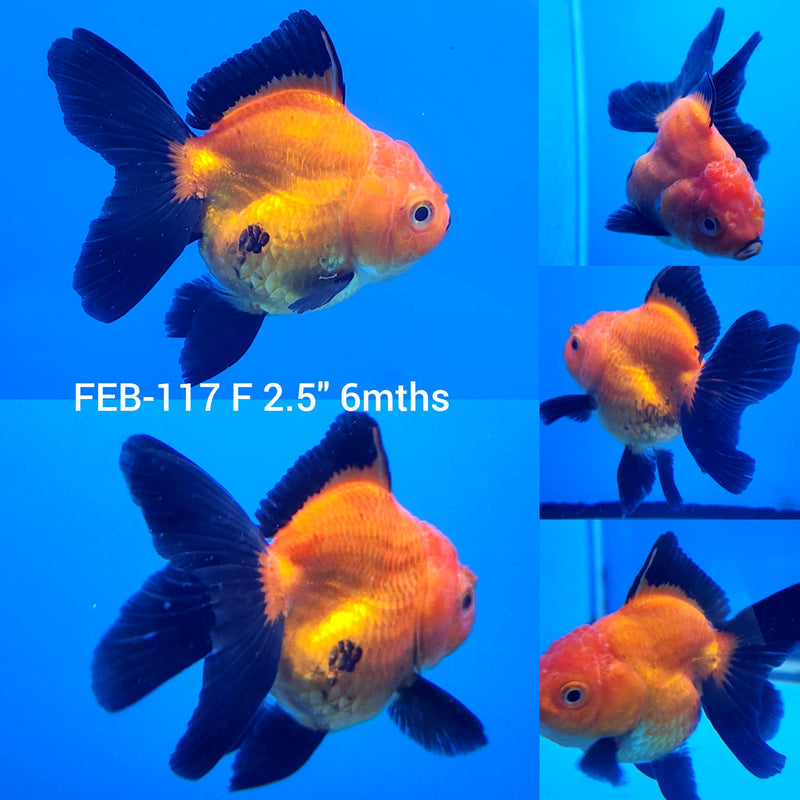 Thai Apache Oranda 2.5” Body Female (FEB-117)R3B13