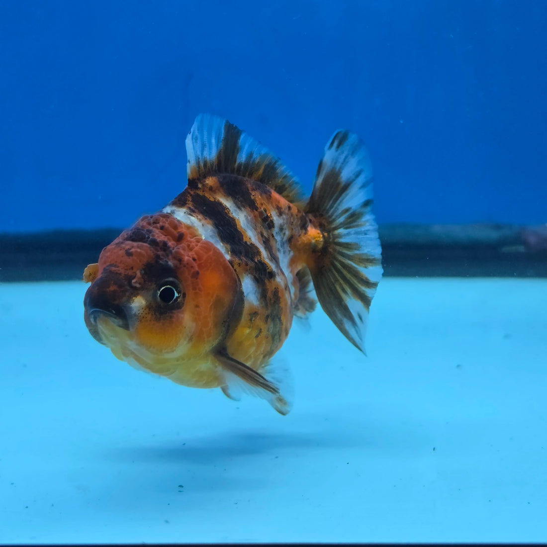Thai Oranda Tiger Shogun Farm 2.8" Body Female 6mths(FEB-583)R3B02