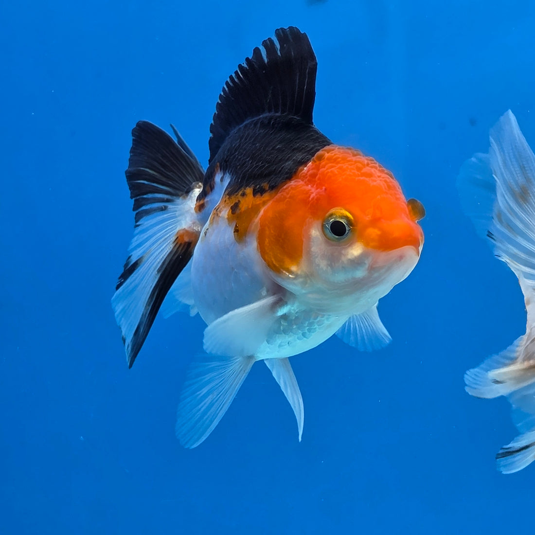 Thai Oranda Tri Color Short body breed 2.5" Body Female 6mths(FEB-563)R3B22