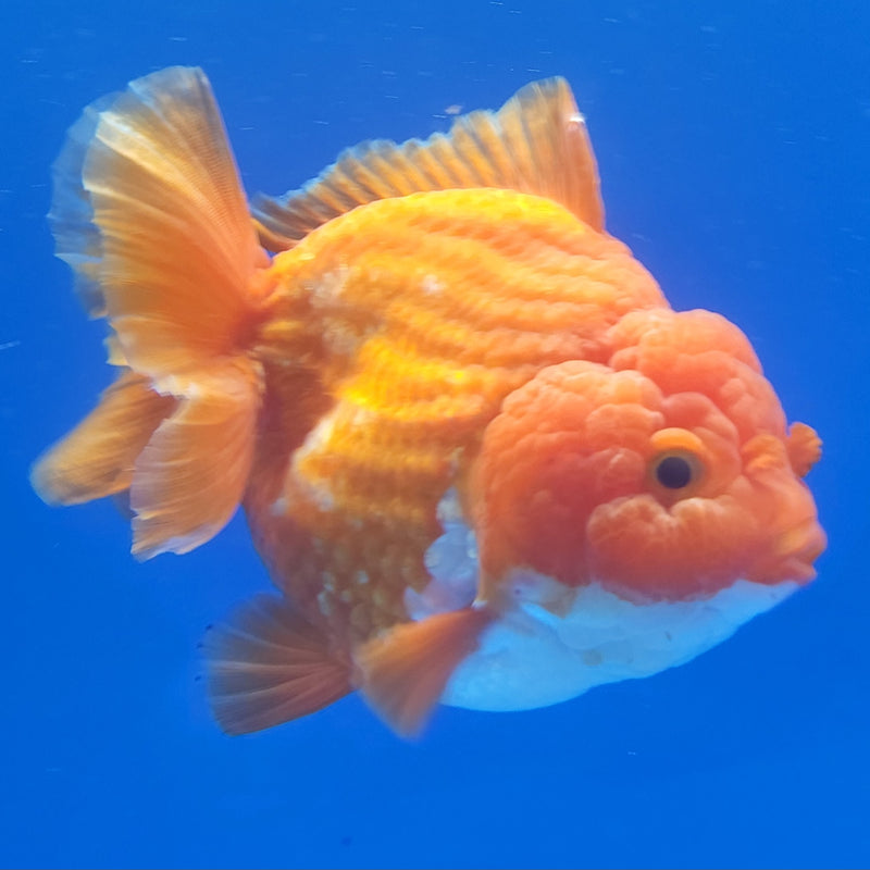 Thai Jumbo Oranda Super Red 4in Female (FEB-238)BLUETUB1