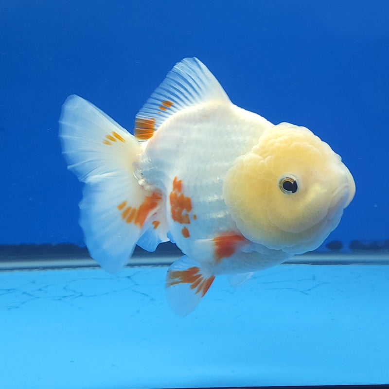 Thai Jumbo Oranda Lemonhead Red & White 4.5in Female (FEB-237)BLUETUB1