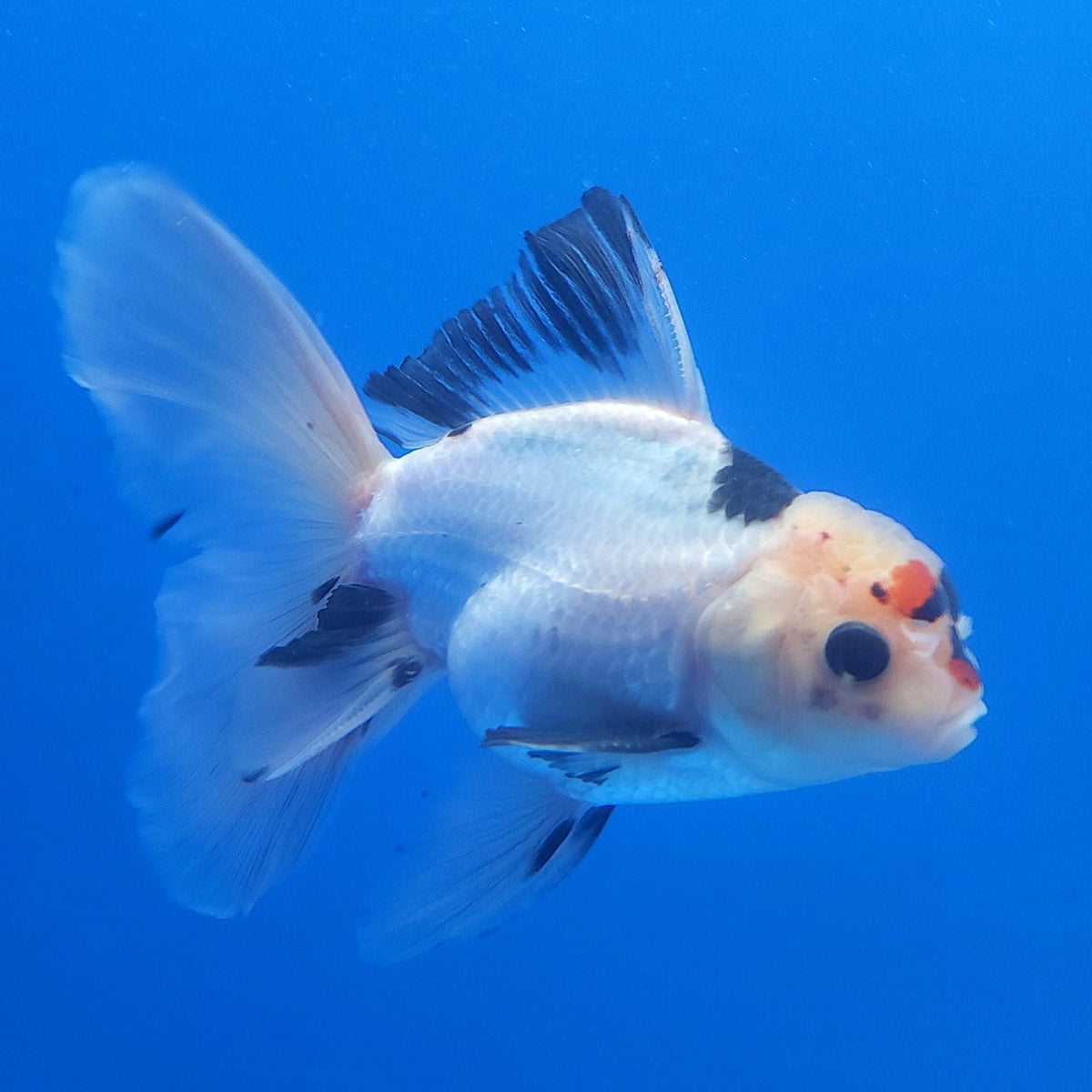 Thai Oranda Lemon Head Panda 3.00 inch Body male(FEB-835)R2B12
