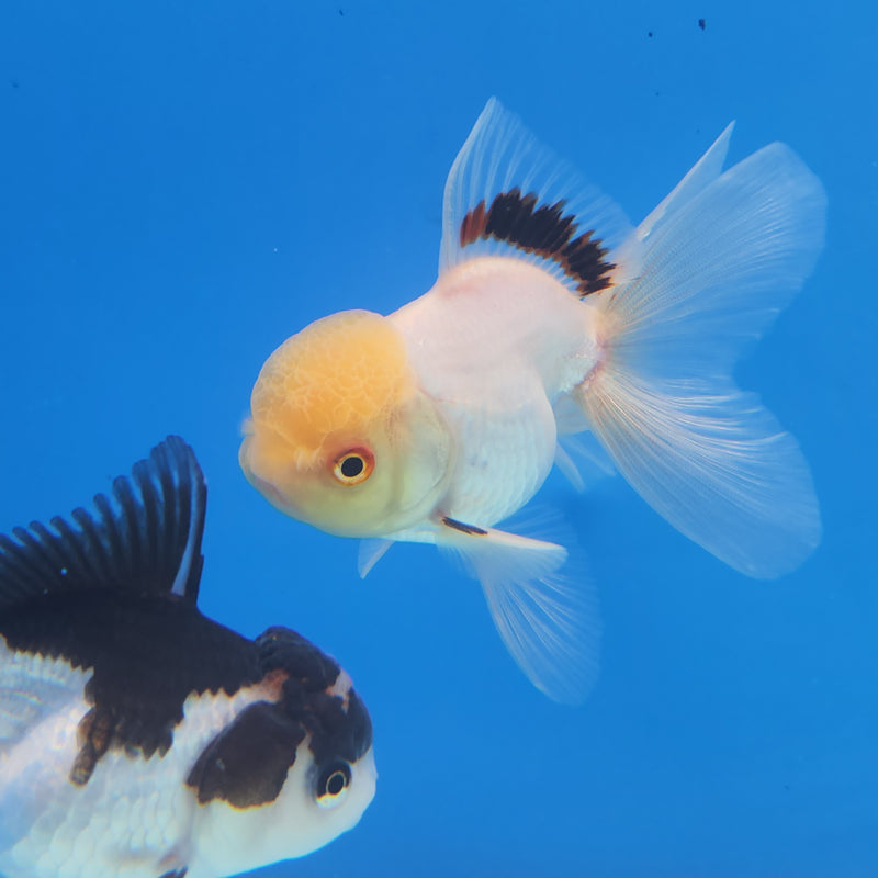 Thai Oranda White Lemonhead-Tri  2.5 F (FEB-177)R3A07