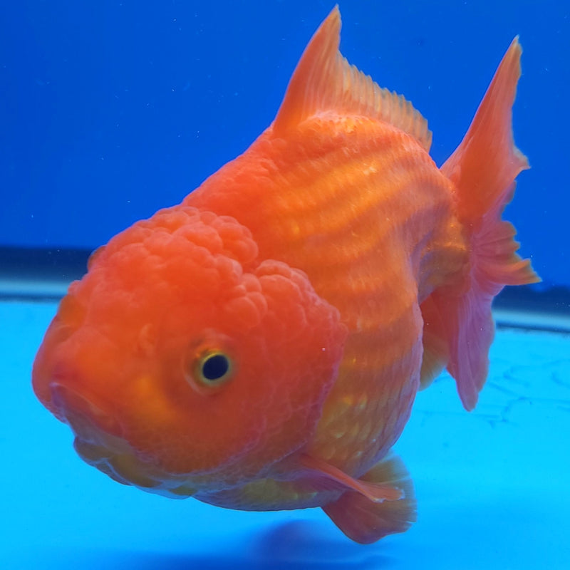 Thai Jumbo Oranda Red & White 5in Female (FEB-227)BLUETUB1