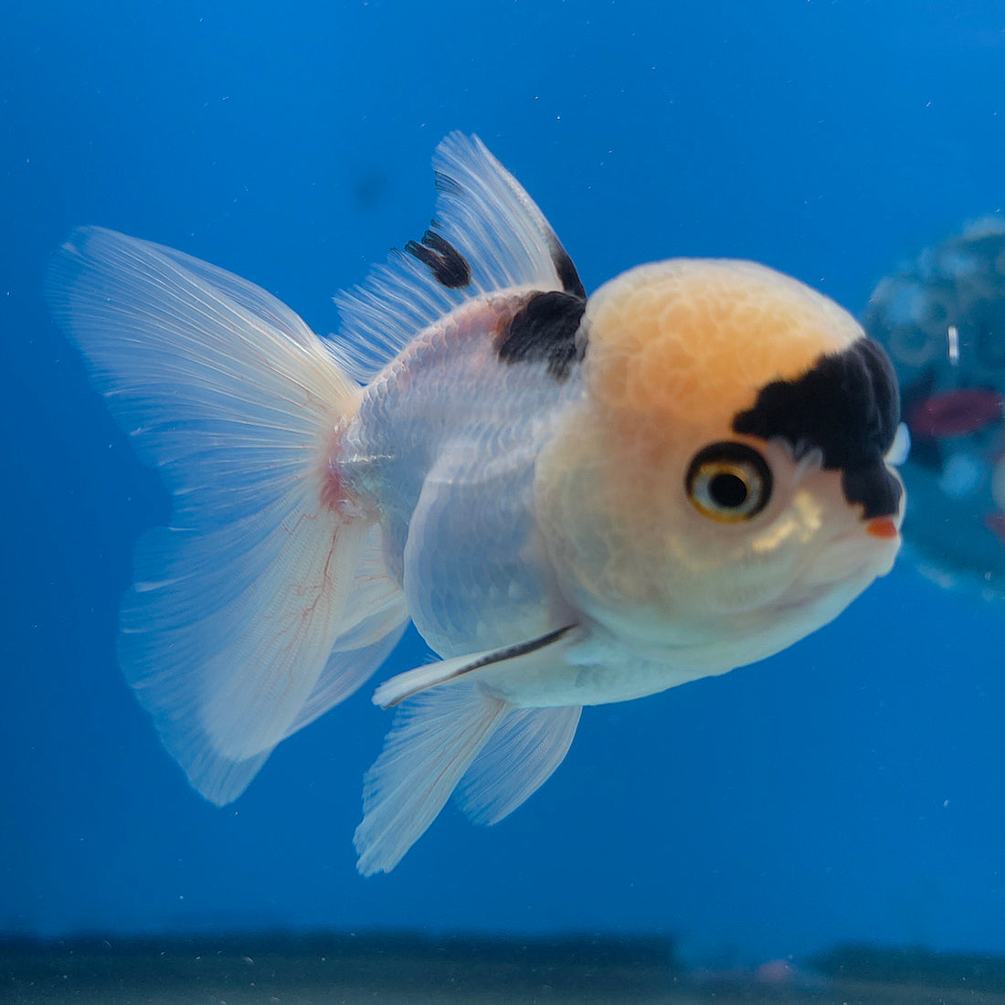 Thai Oranda Lemomhead Panda 3.5” Female(FEB-714)R1A07