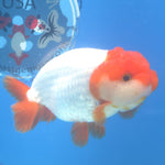 Thai Ranchu Red Cap White 3.5” Female(FEB-671)R3B03