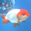 Thai Ranchu Red Cap White 3.5” Female(FEB-671)R3B03