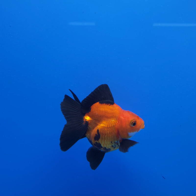 Thai Oranda Apache 2.5” Female (FEB-246)R3B04