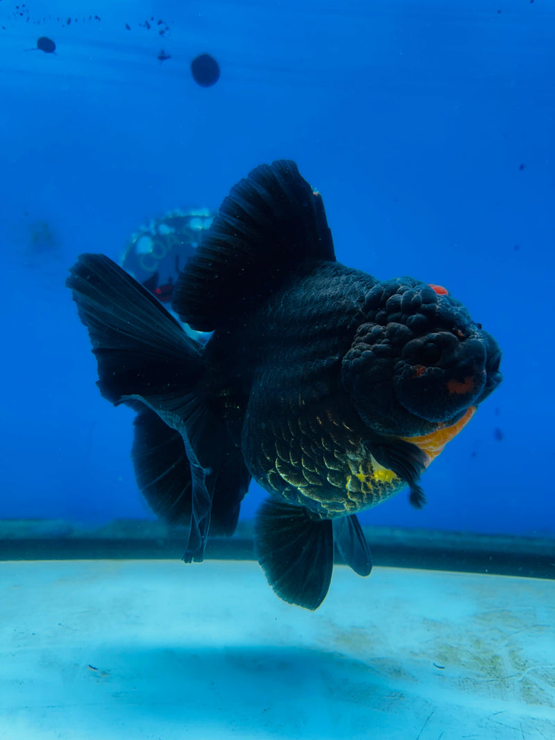 Thai Premium Jumbo Apache Giant Breed 5.00 inch Body Oranda (CRP-JO1005)