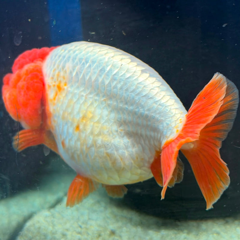 Thai Ranchu Red & White 3.5in Female (FEB-466)BLUETUBA
