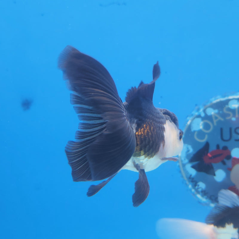 Thai Oranda Panda 2.5 M (FEB-183)R3A07