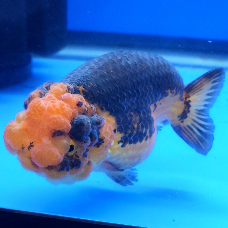 Thai Ranchu Apache 3.5” Body Female(FEB-358)SHOWTANKB