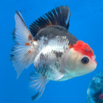 Thai Oranda Tri-Color 3.5” Male(FEB-637)R3B15