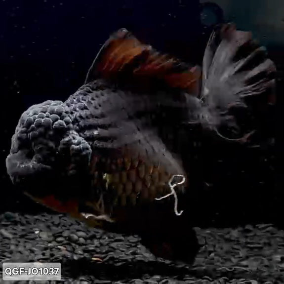 Thai Premium Super Jumbo Black 5.00 inch Body Oranda (QGF-JO1037)