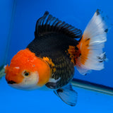 Thai Oranda Jumbo AA Grade Tri-Color 5.50 inch Body Female (FEB-845)R2A14