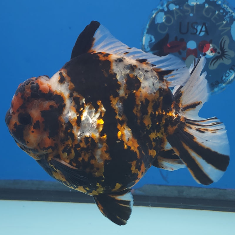 Thai Jumbo Black Tiger Orchid Tail Oranda by NK THAILAND 5.00 inch Body (NKT-FEB-371)