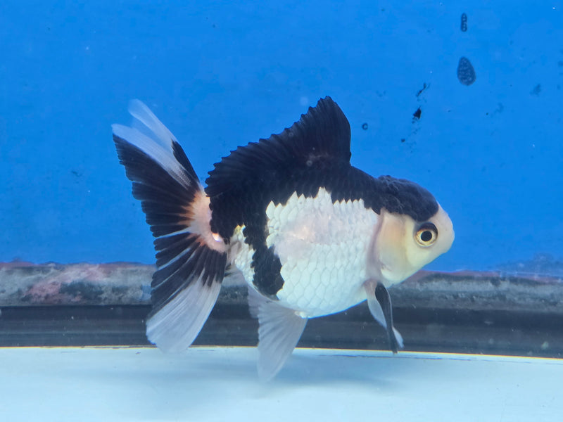Thai Panda Orchid Tail Medium Breed Oranda 2.50 inch Body Male (NNN-1926)R4B01