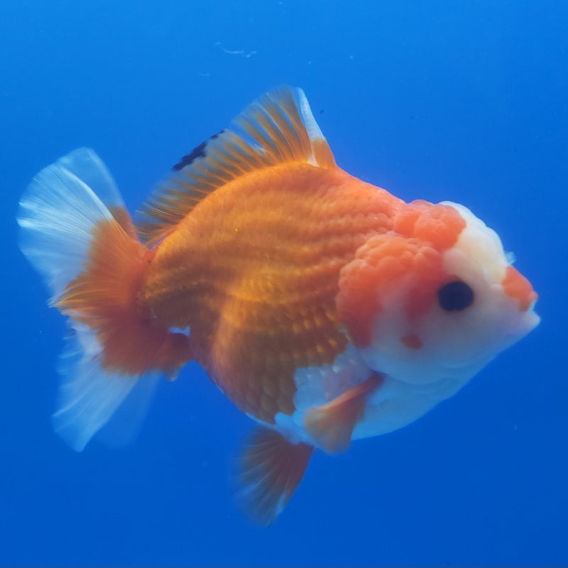 Thai Jumbo Oranda Red & White 5in Female (FEB-235)BLUETUB1