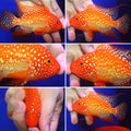 SUPER RED TEXAS FADED MALE or FEMALE 3.00 inch
