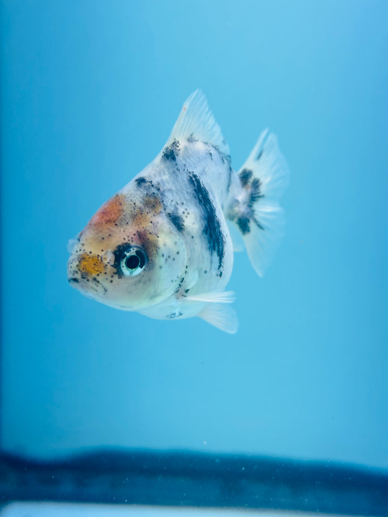 Thai Giant Breed Calico Yuanbao Oranda 2.25 inch Body (KP-221)R4C01