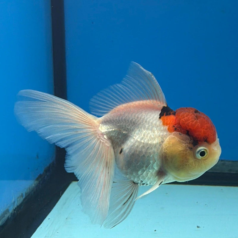 Thai Oranda Red & White Cap 3.5in Female (FEB-288)R2B03