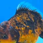 Thai Oranda Tiger Shogun Farm 3.5" Body Female 8mths(FEB-555)R3A02