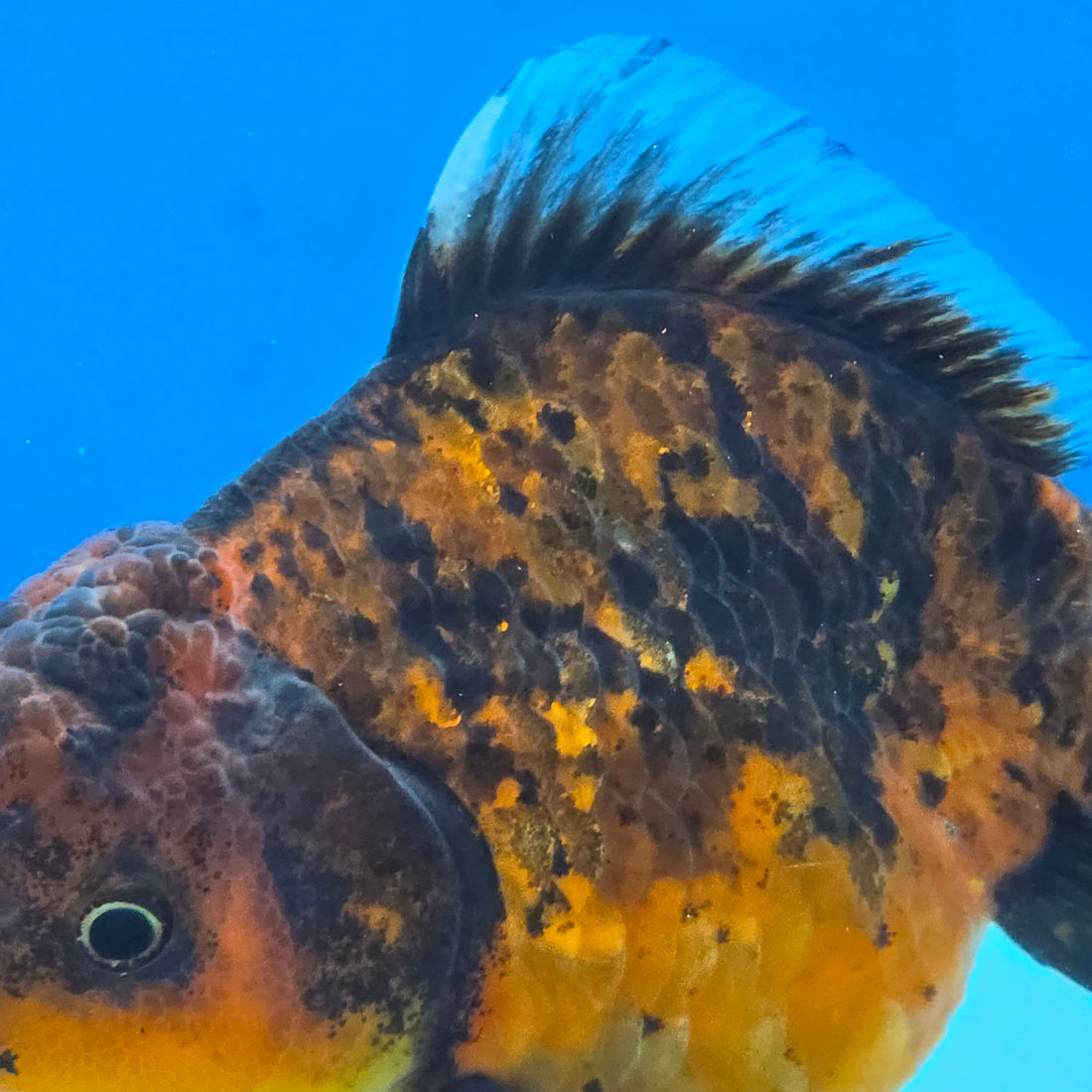 Thai Oranda Tiger Shogun Farm 3.5" Body Female 8mths(FEB-555)R3A02
