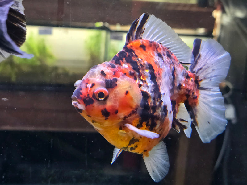 Thai Red Tiger Calico Oranda Yuanbao by NK Thailand 4.00 inch Body Male (NK-1052)SHOWTANK