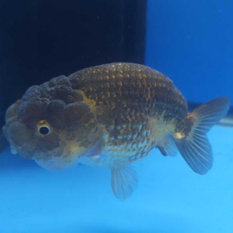 Thai Ranchu Copper 3” Body Female(FEB-360)SHOWTANKB