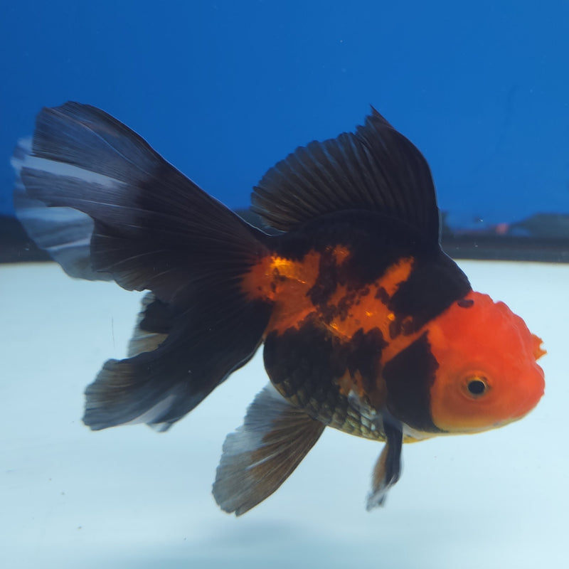 Thai Oranda Apache 3” Female (FEB-255)R3A04