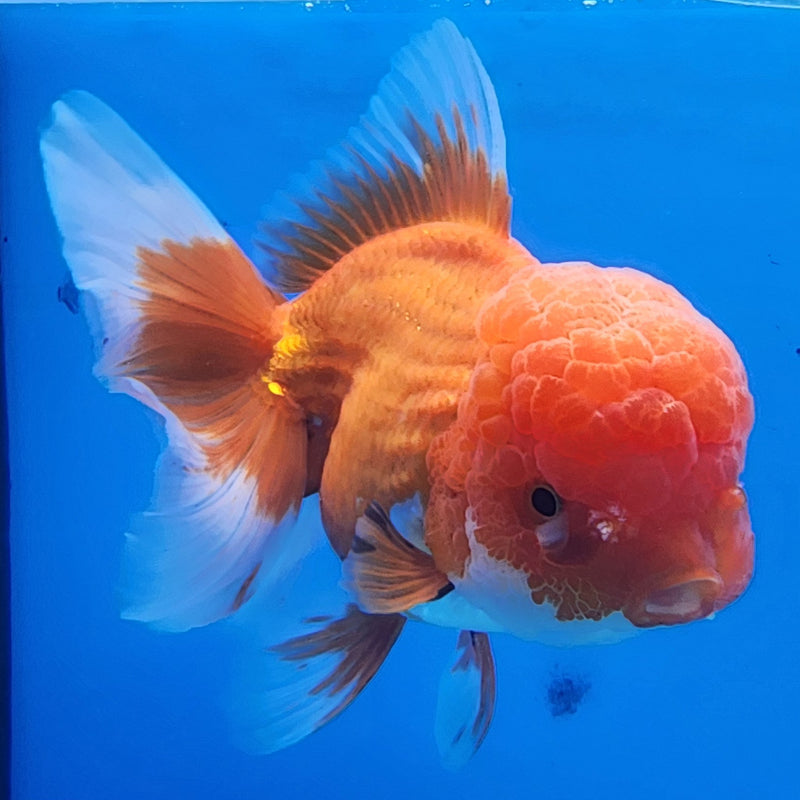 Thai Oranda Red/White 4” Body Female(CK-1438)BLUETUB2