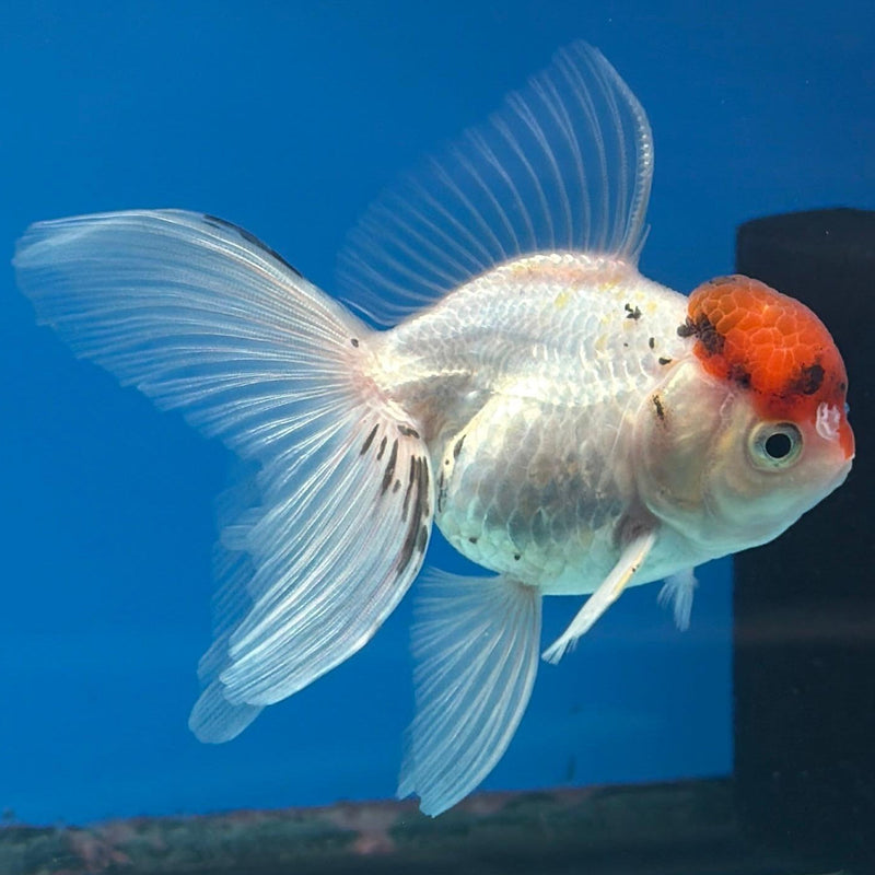 Thai Oranda Red & White Cap 3in Female (FEB-287)R2B03