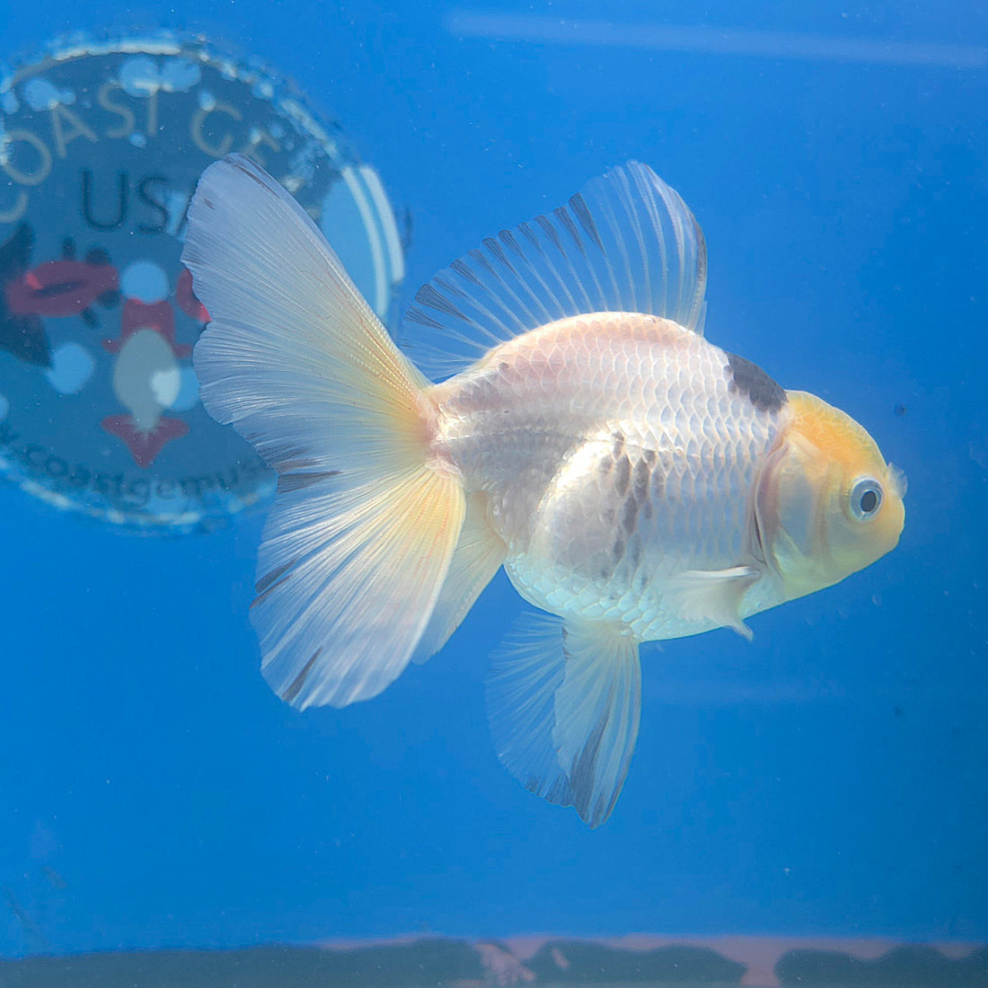 Thai Oranda Lemonhead Panda 2.5” Female(FEB-682)R3B01