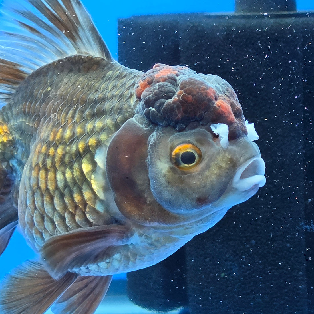 Thai Oranda Bronze 4.00" Body Female (FEB-738)R2A09