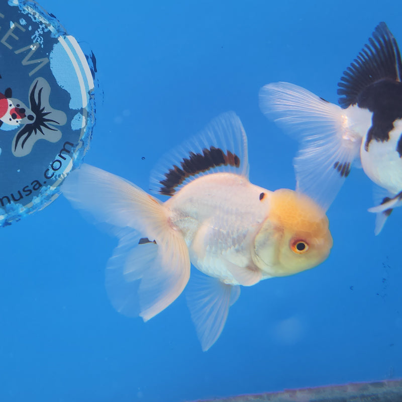 Thai Oranda White Lemonhead-Tri  2.5 F (FEB-177)R3A07