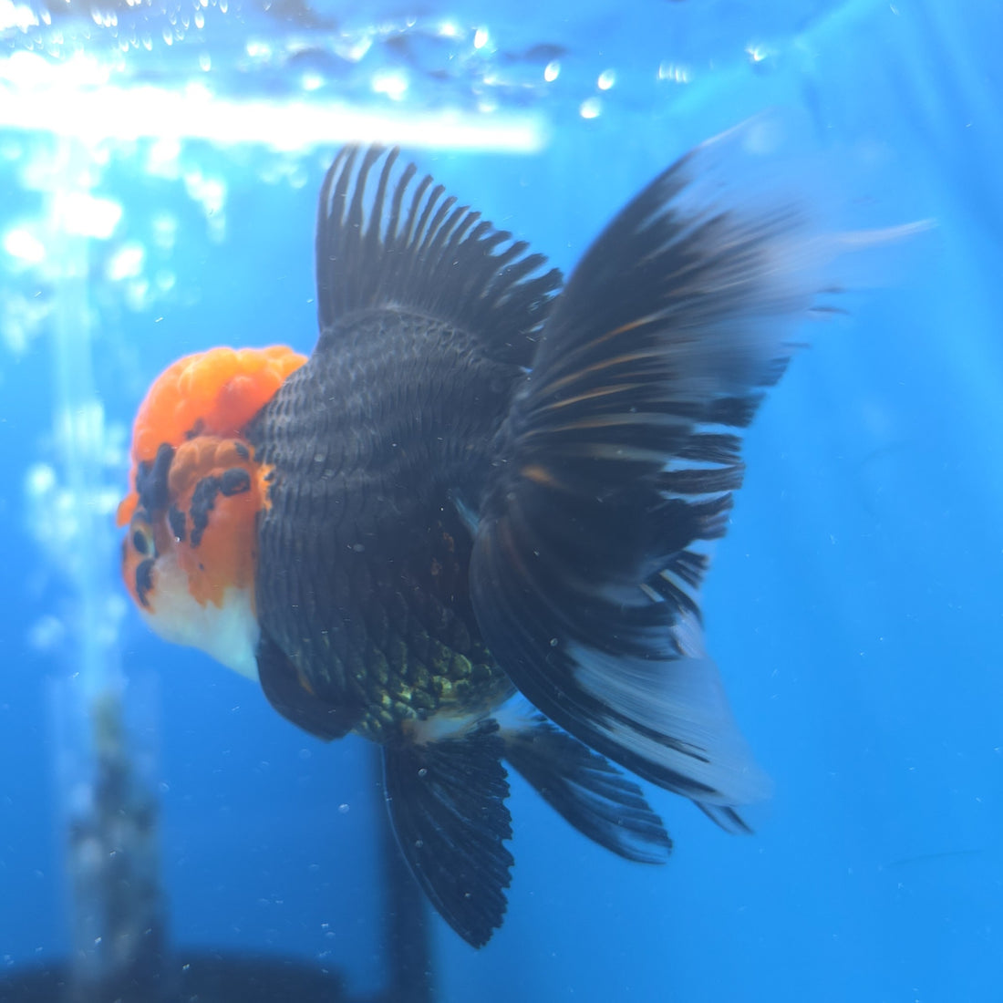Thai Oranda Apache 2.5” Female(FEB-666)R3B03