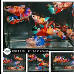 Female Live Betta Fish NEMO Koi Galaxy Plakat Our Choice (CBG-023) R7B05