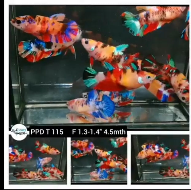 Female Live Betta Fish NEMO Koi Galaxy Plakat Our Choice (CBG-023) R7B05