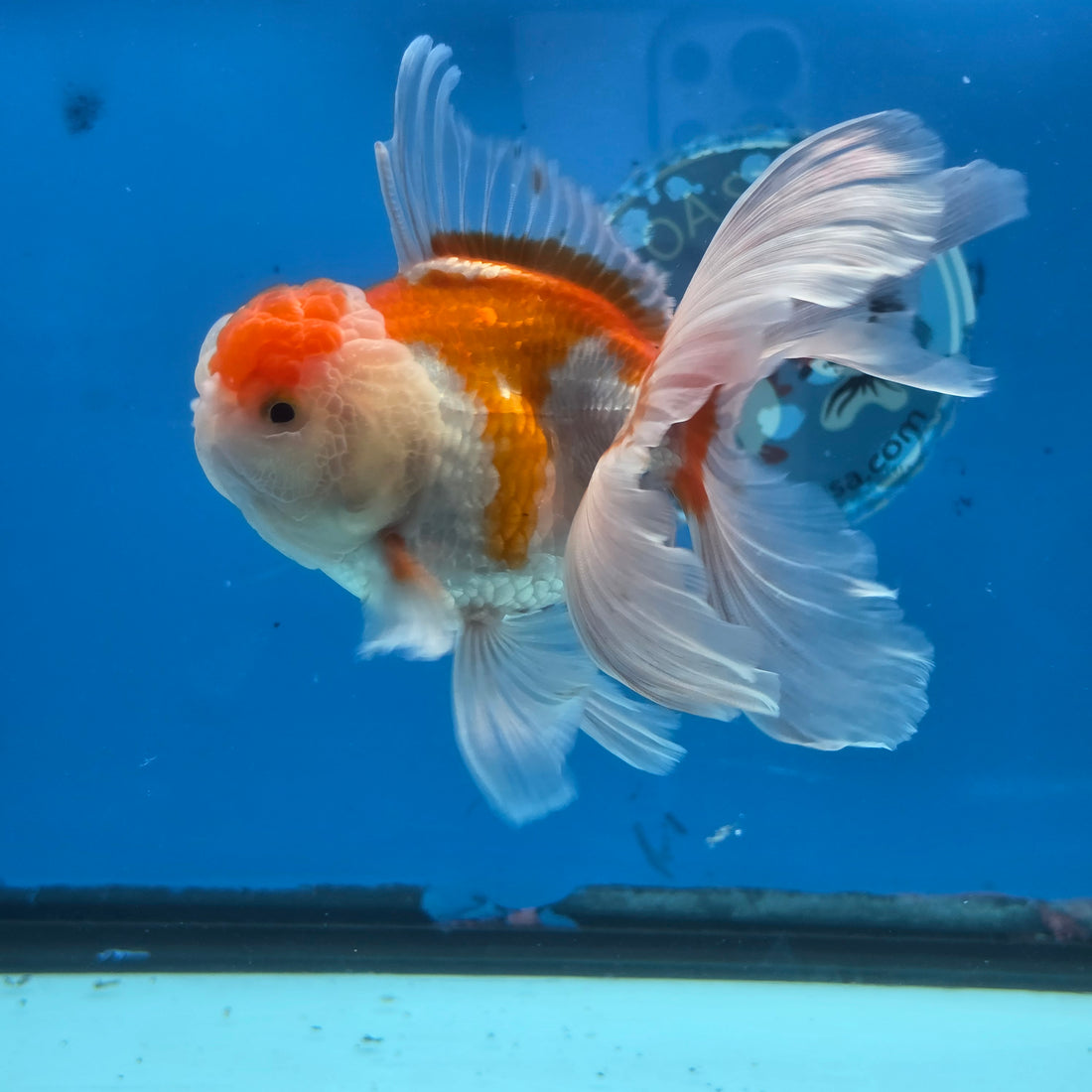 Thai Oranda Lemon Head Red and White 4" Body male 9mths(FEB-576)R2A02