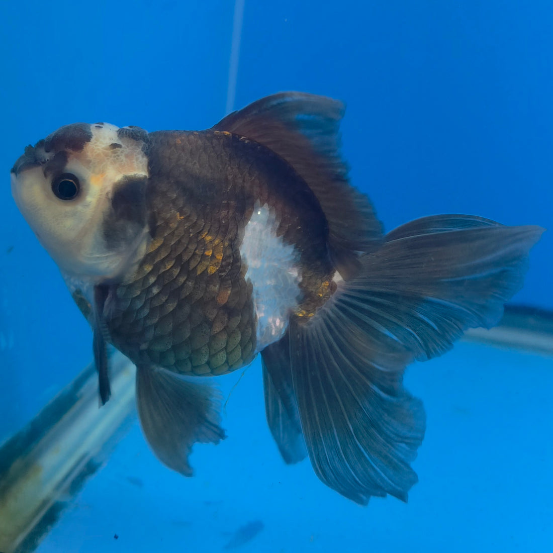 Thai Oranda Lemon Head Panda Jumbo Breed 2.8" Body Male 6mths(FEB-547)