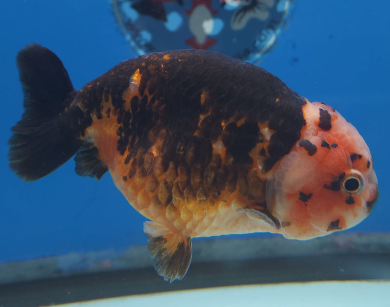Chinese Ranchu Calico 3.5” Body Male(FEB-347)R2B13