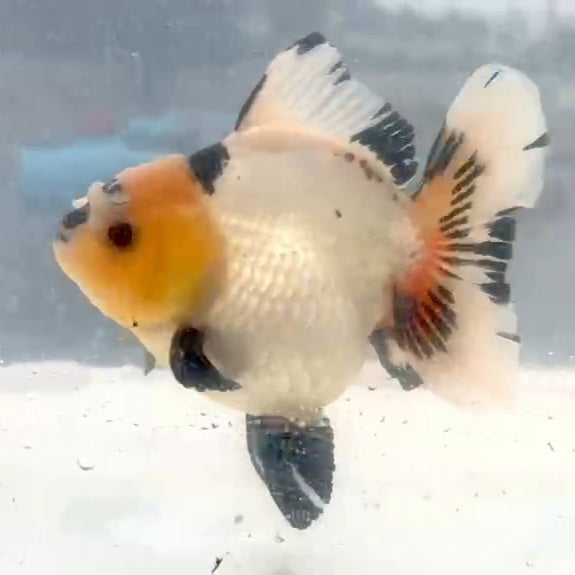 Thai Jumbo Panda Oranda Orchid Tail 4.50 inch Body (QGF-JO1184)