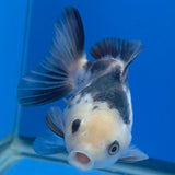 Thai Oranda Lemonhead Panda 3.00" Body Female (FEB-788)R1B03