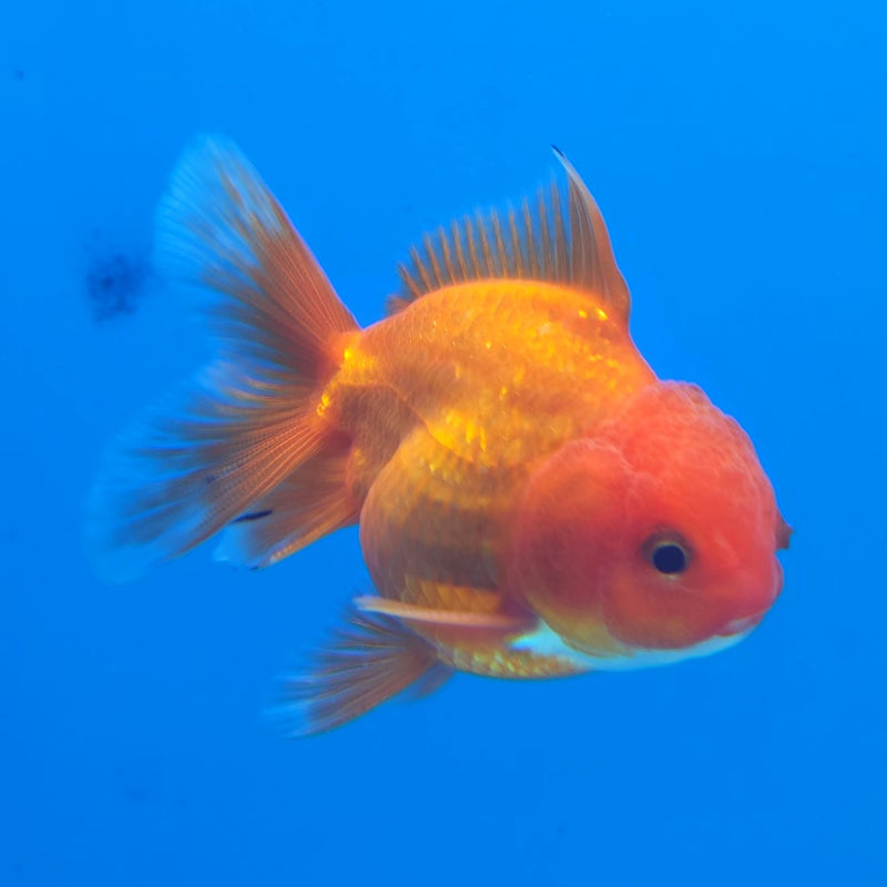 Thai Oranda Super Red 2.5” Male (FEB-262)R3B18