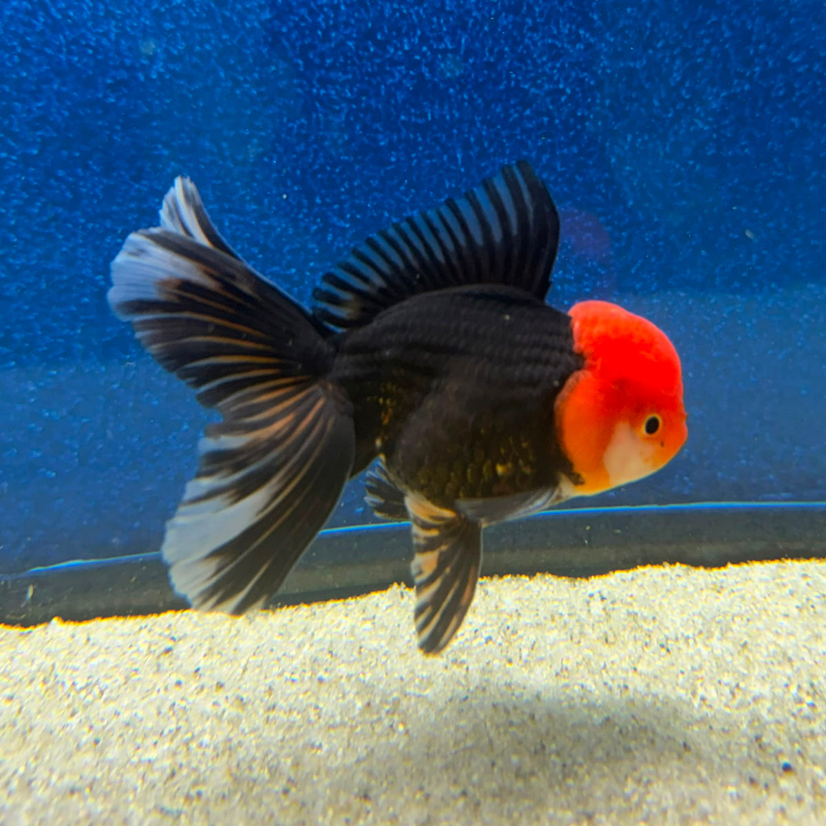 Thai Oranda Apache 3in Female (FEB-497)R2B07