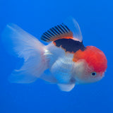 Thai Oranda Red Cap Tri-Color 3.00" Body Female (FEB-805)R2B02