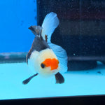 Thai Oranda Tri Color 3 in Body Male (FEB-522)R3A07